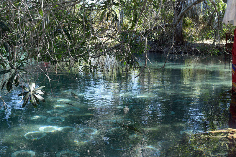 Eaux claires et poissons